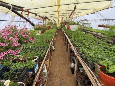 Zlaktino cvjetno carstvo