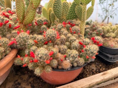 Zlaktino cvjetno carstvo