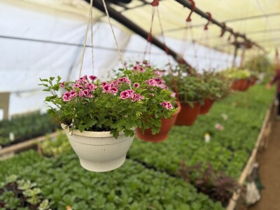 Zlaktino cvjetno carstvo