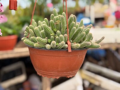 Zlaktino cvjetno carstvo