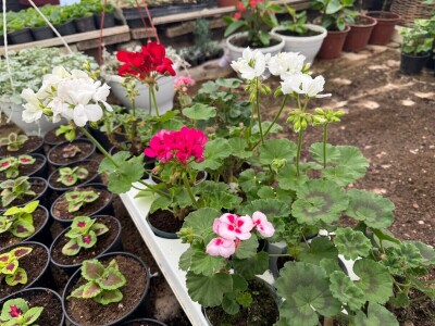 Zlaktino cvjetno carstvo