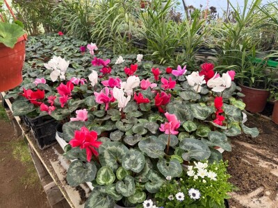 Zlaktino cvjetno carstvo