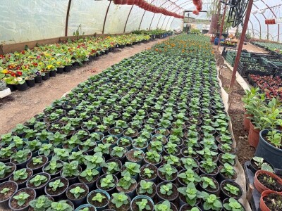 Zlaktino cvjetno carstvo