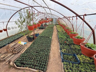 Zlaktino cvjetno carstvo