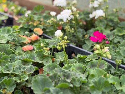 Zlaktino cvjetno carstvo