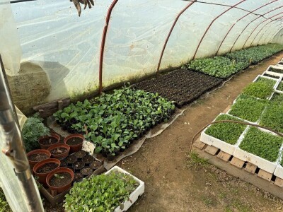 Zlaktino cvjetno carstvo