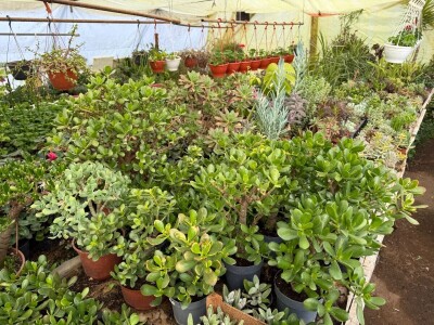 Zlaktino cvjetno carstvo