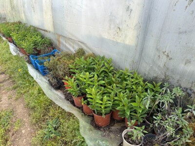 Zlaktino cvjetno carstvo