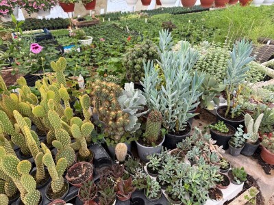 Zlaktino cvjetno carstvo