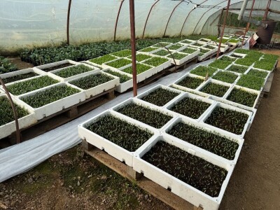 Zlaktino cvjetno carstvo