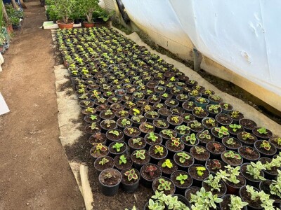 Zlaktino cvjetno carstvo