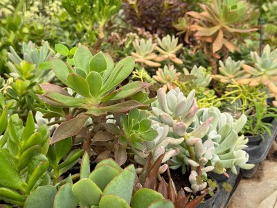 Zlaktino cvjetno carstvo