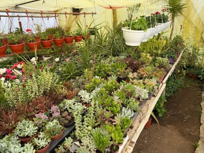 Zlaktino cvjetno carstvo