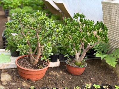 Zlaktino cvjetno carstvo