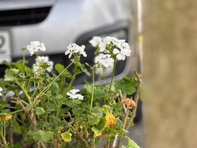 Zlaktino cvjetno carstvo
