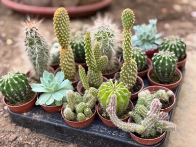 Zlaktino cvjetno carstvo