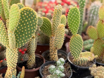 Zlaktino cvjetno carstvo