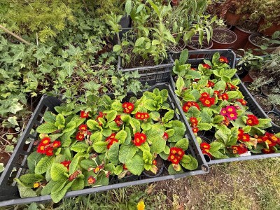 Zlaktino cvjetno carstvo