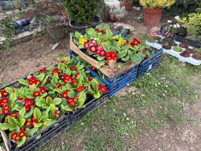 Zlaktino cvjetno carstvo