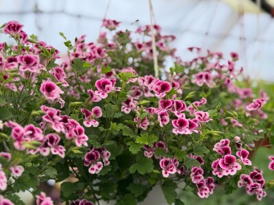 Zlaktino cvjetno carstvo