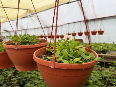 Zlaktino cvjetno carstvo