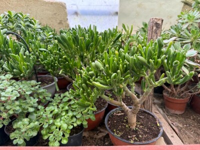 Zlaktino cvjetno carstvo