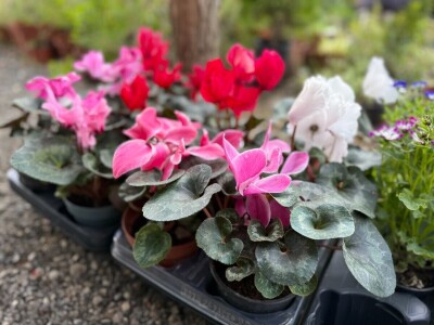 Zlaktino cvjetno carstvo