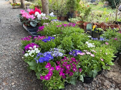 Zlaktino cvjetno carstvo