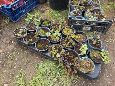 Zlaktino cvjetno carstvo