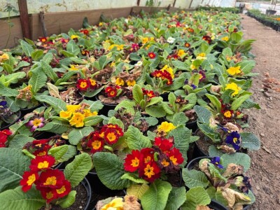 Zlaktino cvjetno carstvo