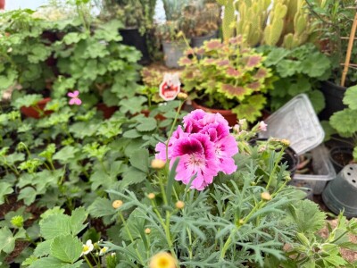 Zlaktino cvjetno carstvo