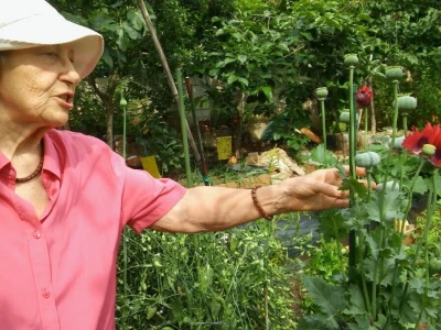 Zlata Nanić
