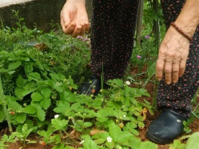Zlata Nanić