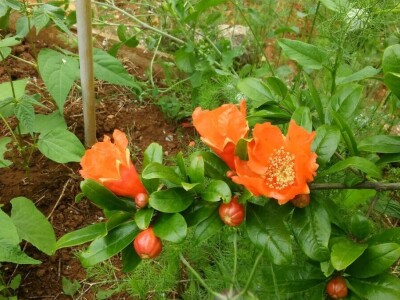 Zlata Nanić, hrvatska pionirka ekološke poljoprivrede