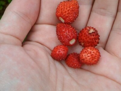 Zlata Nanić, hrvatska pionirka ekološke poljoprivrede