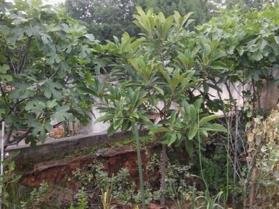 Zlata Nanić, hrvatska pionirka ekološke poljoprivrede