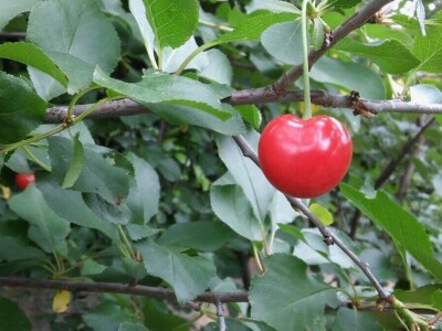 Zlata Nanić, hrvatska pionirka ekološke poljoprivrede