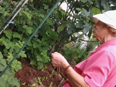 Zlata Nanić, hrvatska pionirka ekološke poljoprivrede