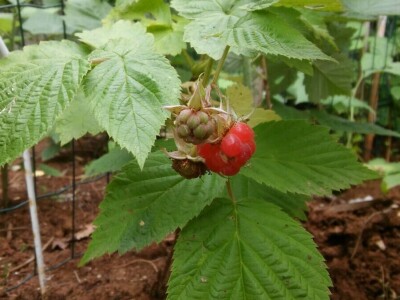 Zlata Nanić, hrvatska pionirka ekološke poljoprivrede