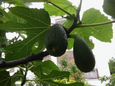 Zlata Nanić, hrvatska pionirka ekološke poljoprivrede