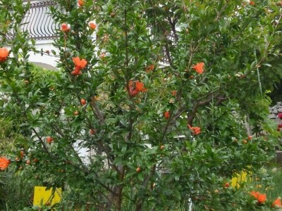 Zlata Nanić, hrvatska pionirka ekološke poljoprivrede