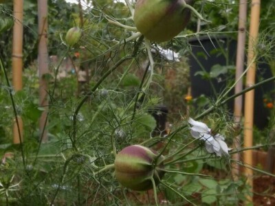 Zlata Nanić, hrvatska pionirka ekološke poljoprivrede