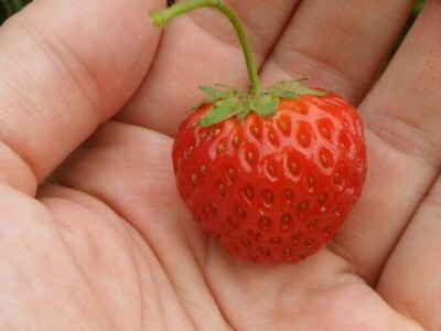 Zlata Nanić, hrvatska pionirka ekološke poljoprivrede