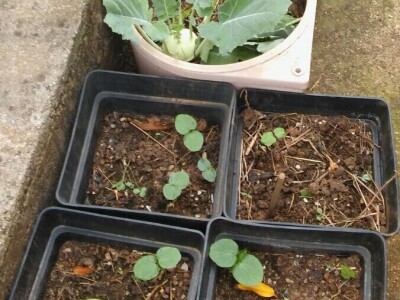 Zlata Nanić, hrvatska pionirka ekološke poljoprivrede