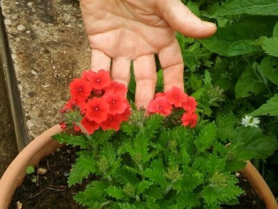 Zlata Nanić, hrvatska pionirka ekološke poljoprivrede