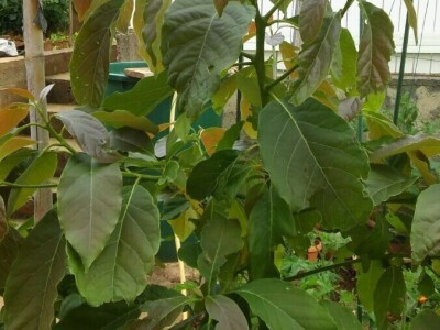 Zlata Nanić, hrvatska pionirka ekološke poljoprivrede