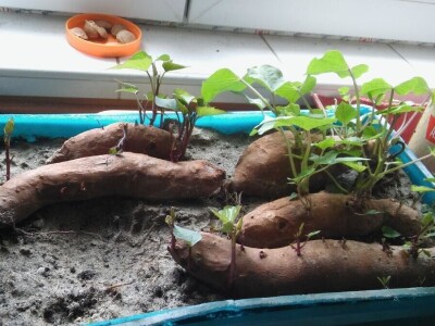 Zlata Nanić, hrvatska pionirka ekološke poljoprivrede