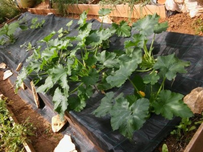 Zlata Nanić, hrvatska pionirka ekološke poljoprivrede