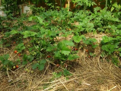 Zlata Nanić, hrvatska pionirka ekološke poljoprivrede