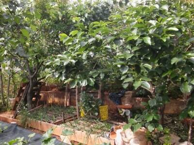 Zlata Nanić, hrvatska pionirka ekološke poljoprivrede